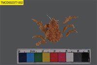 藏品(窄小并額蟹)的圖片